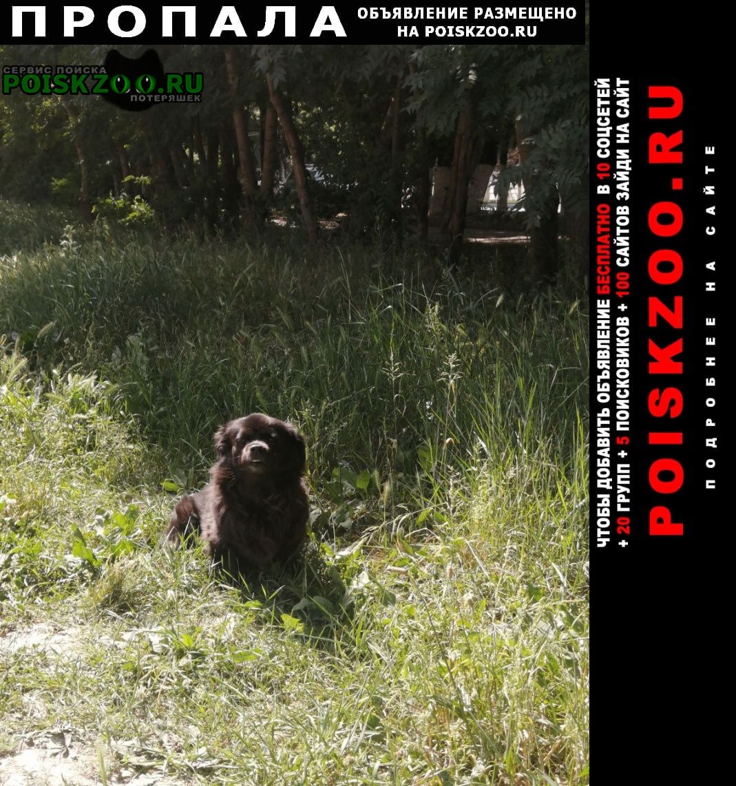 Пропала собака в районе ул. герцена, приморский район Новороссийск