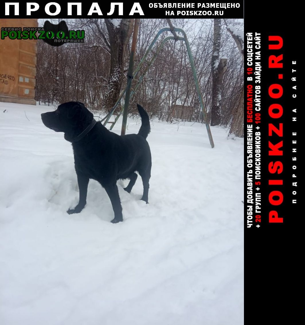 Пропала собака кобель чёрного лабрадора Воронеж