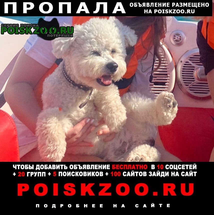Пропала собака кобель бишон фризе Брянск