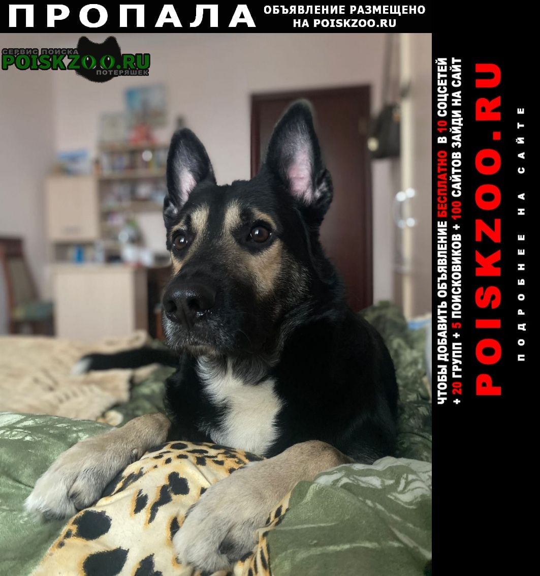 Пропала собака около трех месяцев назад. Москва