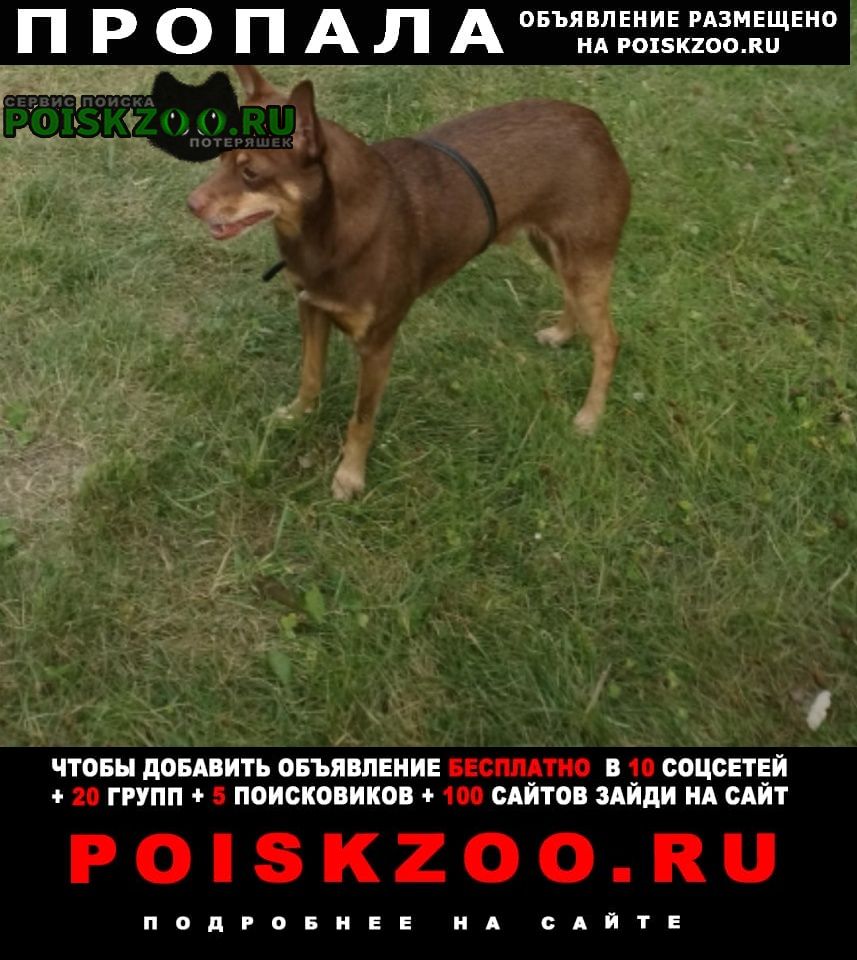 Пропала собака кобель Красноярск