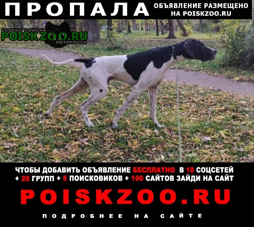Пропала собака кобель закамск кировский район Пермь