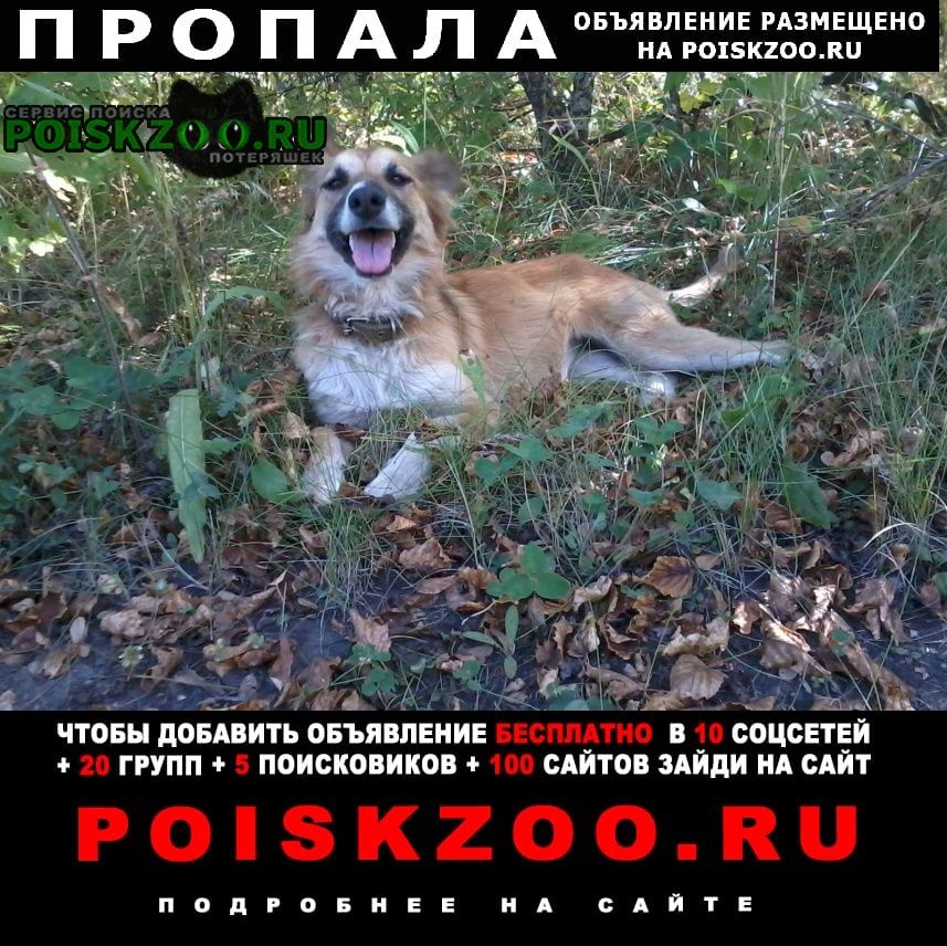 Пропала собака село корсакова татищевского района Татищево