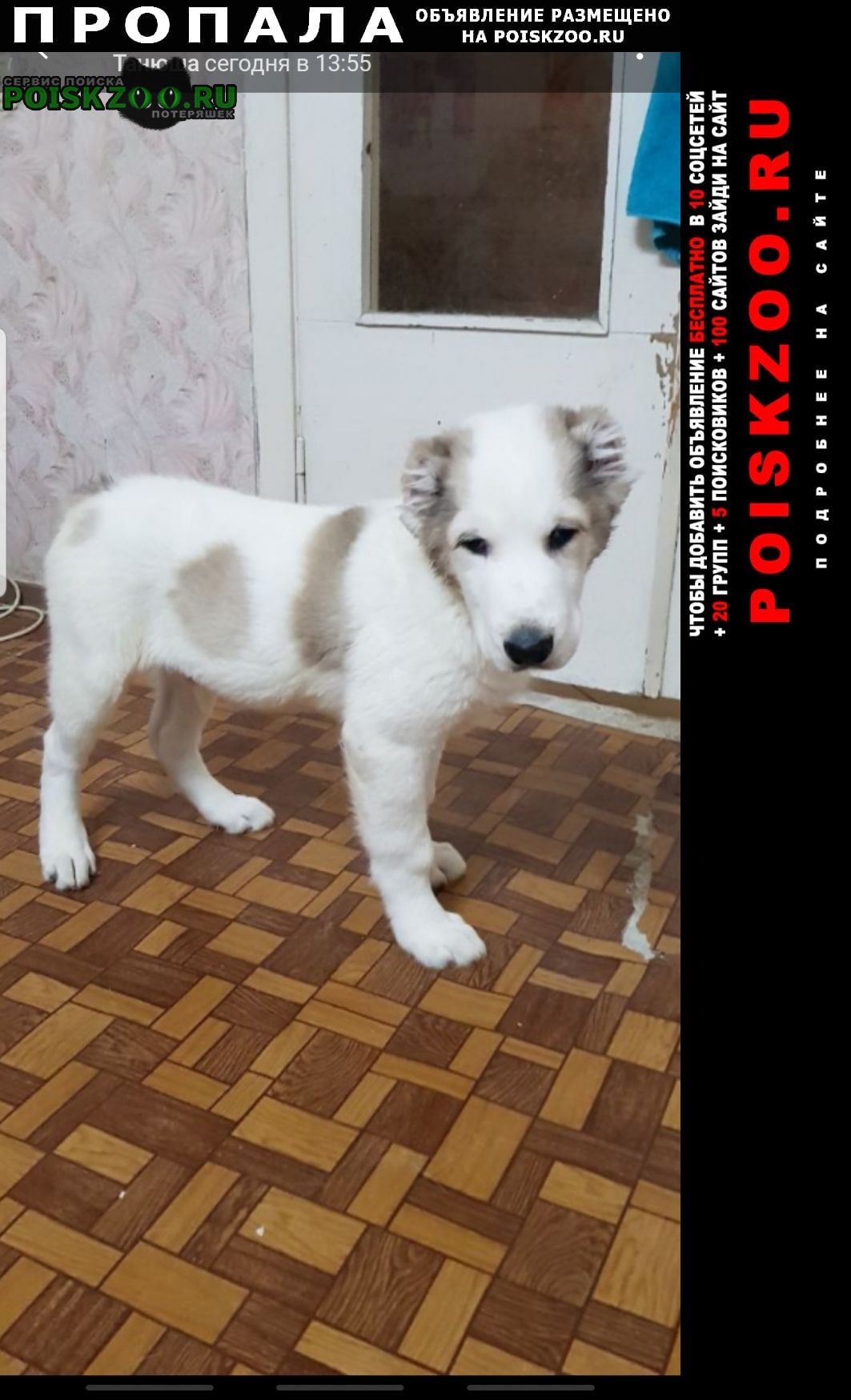 Пропала собака кобель Нижний Новгород