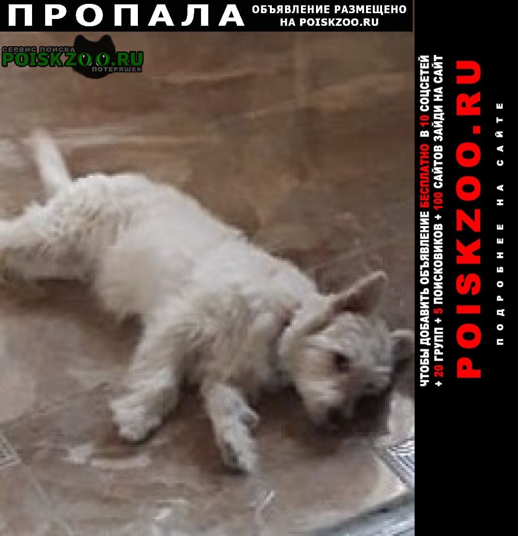 Пропала собака Астрахань