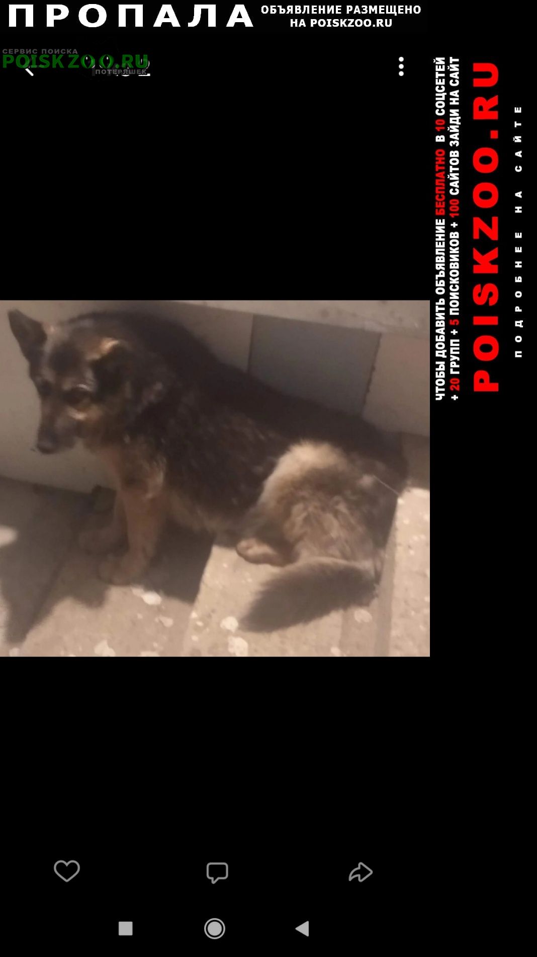Пропала собака помогите найти собаку Нарофоминск