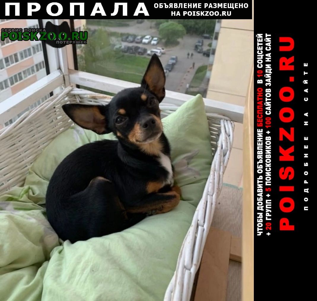 Пропала собака помогите найти малышку Санкт-Петербург