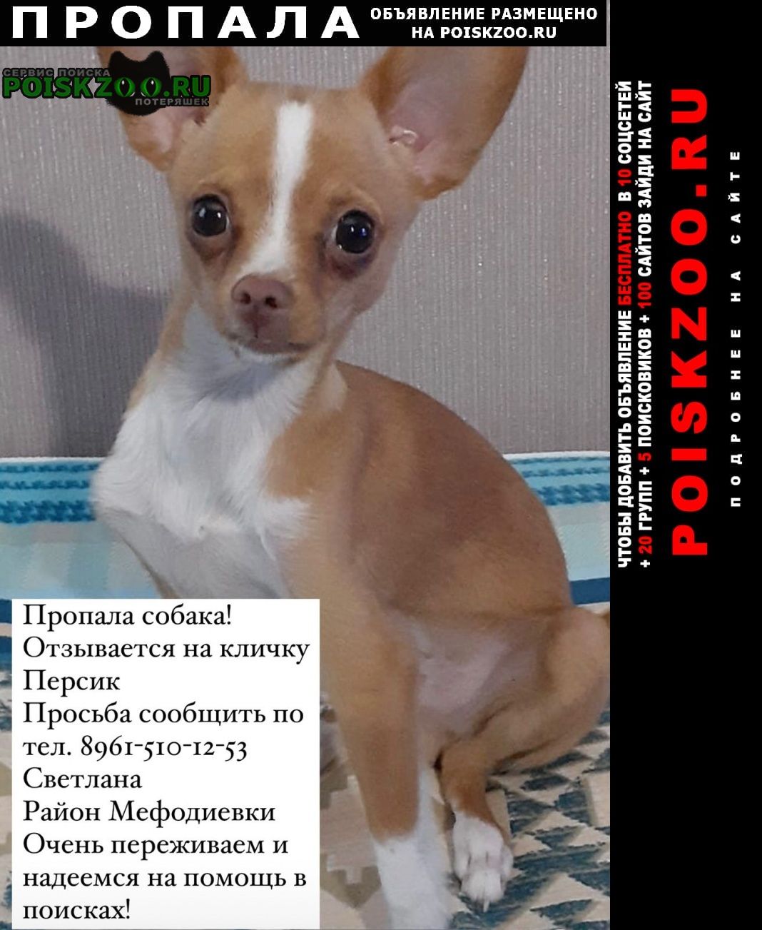 Пропала собака кобель прошу. помощи. в поиски. Новороссийск