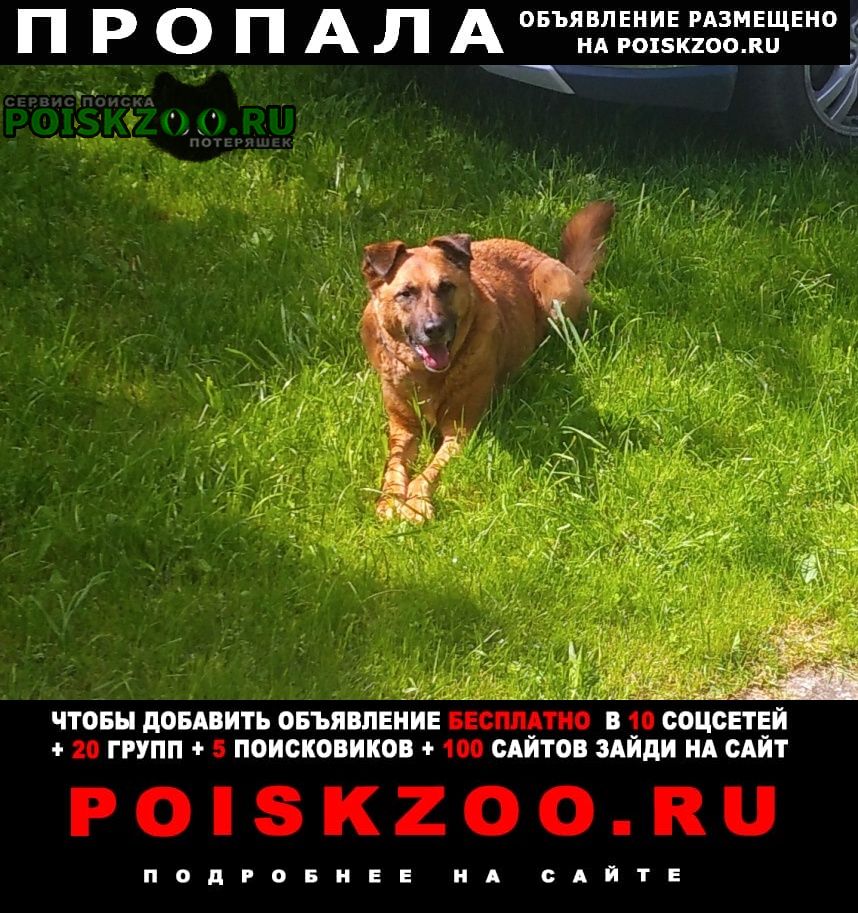 Пропала собака кобель в районе митино Москва