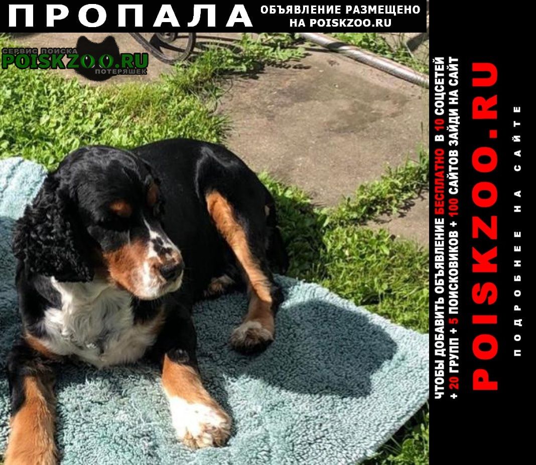 Пропала собака кобель 10 июля 2022 года Белозёрский