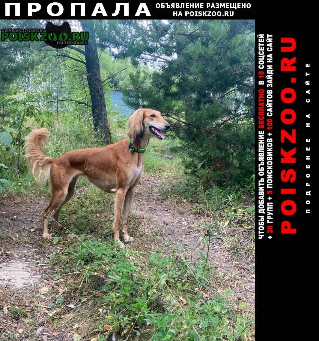 Пропала собака рыжая салюки (борзая) Заокский