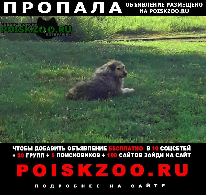 Пропала собака кобель Новокузнецк