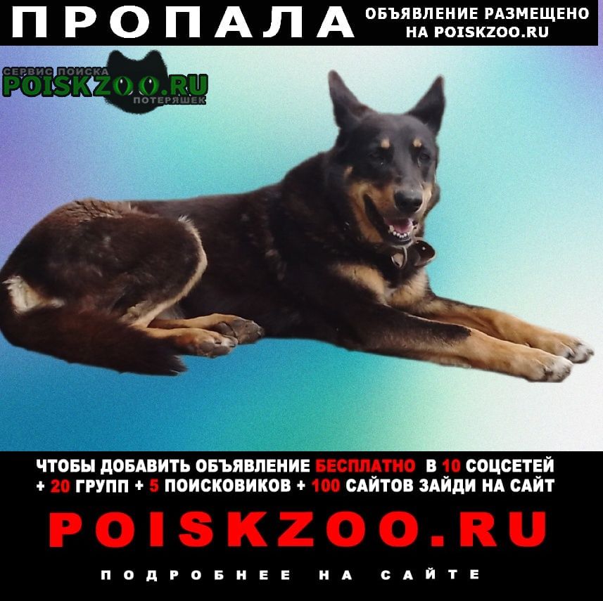Пропала собака чёрная с подпалинами и белой грудкой Санкт-Петербург