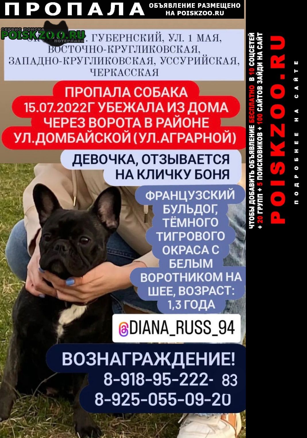 Пропала собака французский бульдог Краснодар