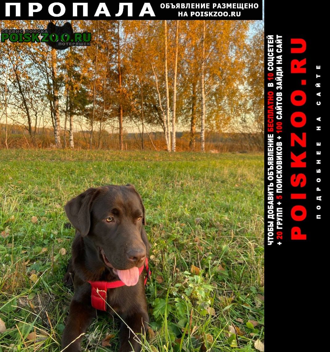 Пропала собака сука шоколадного лабрадора Красногорск