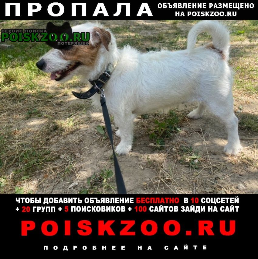 Пропала собака за вознаграждение Хабаровск