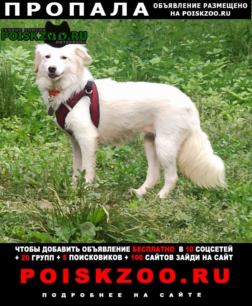 Пропала собака белая девочка Москва