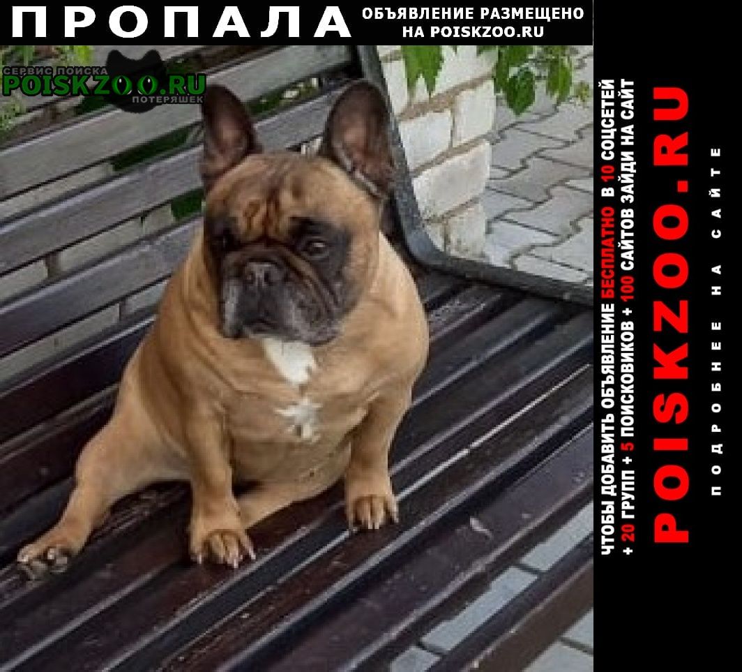Пропала собака Краснозаводск