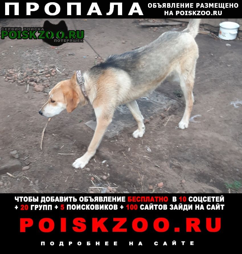 Пропала собака в районе костной мельницы Ижевск
