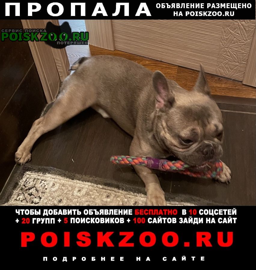 Пропала собака кобель Дедовск