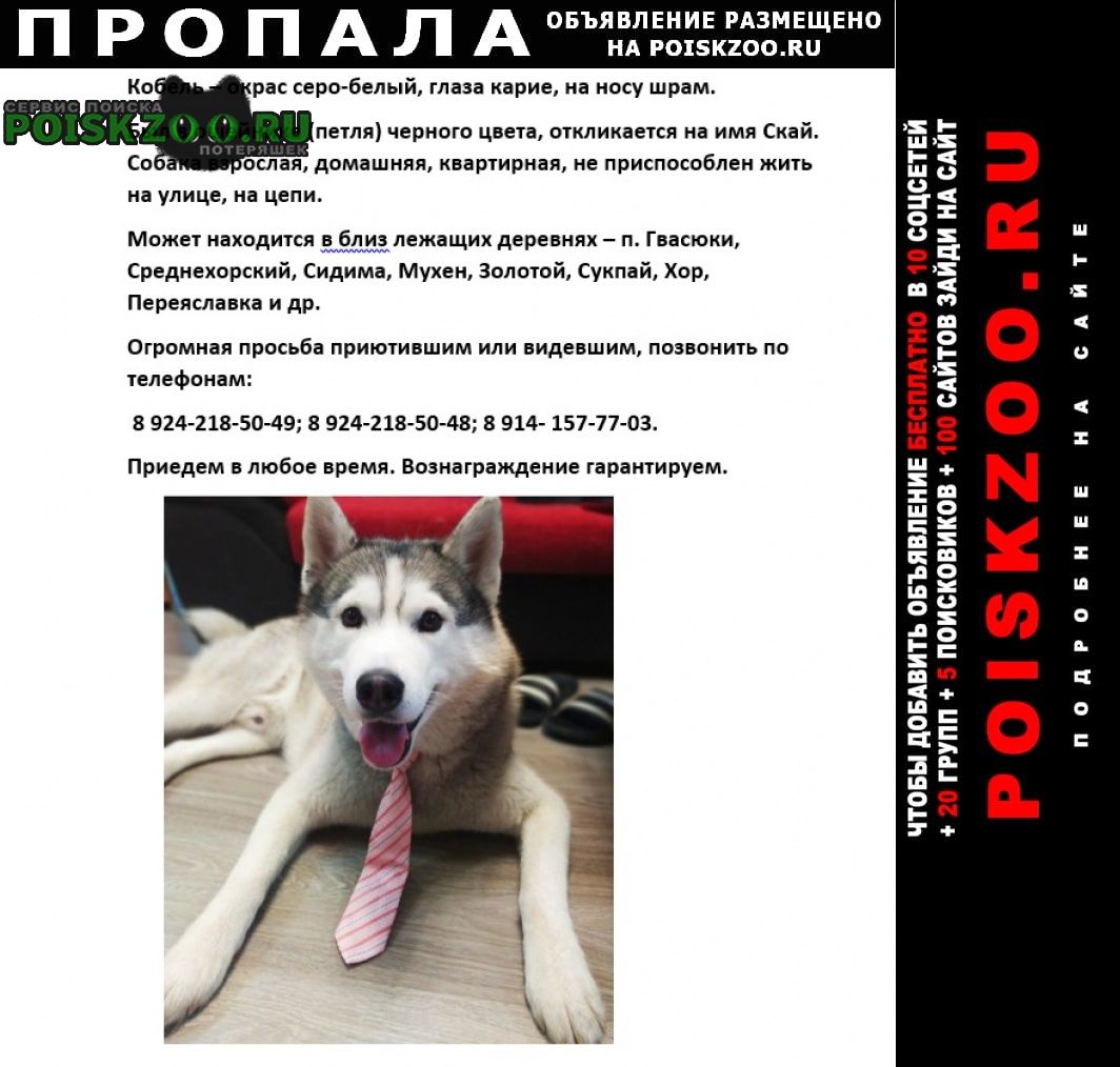 Хабаровск Пропала собака кобель пёс