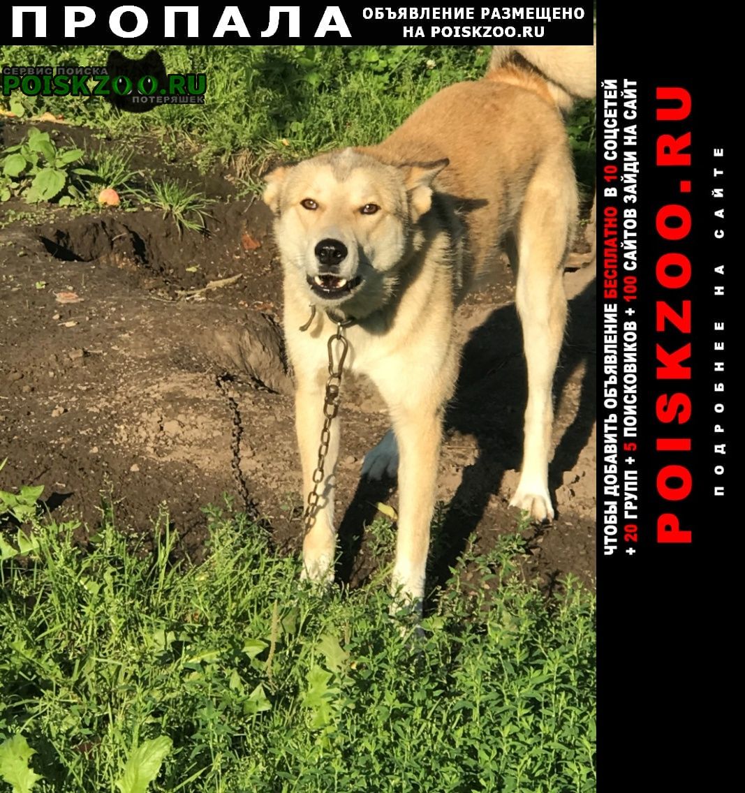Смоленск Пропала собака кобель