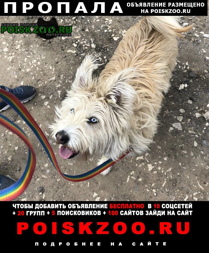 Пропала собака в деревне спас - темня Чехов