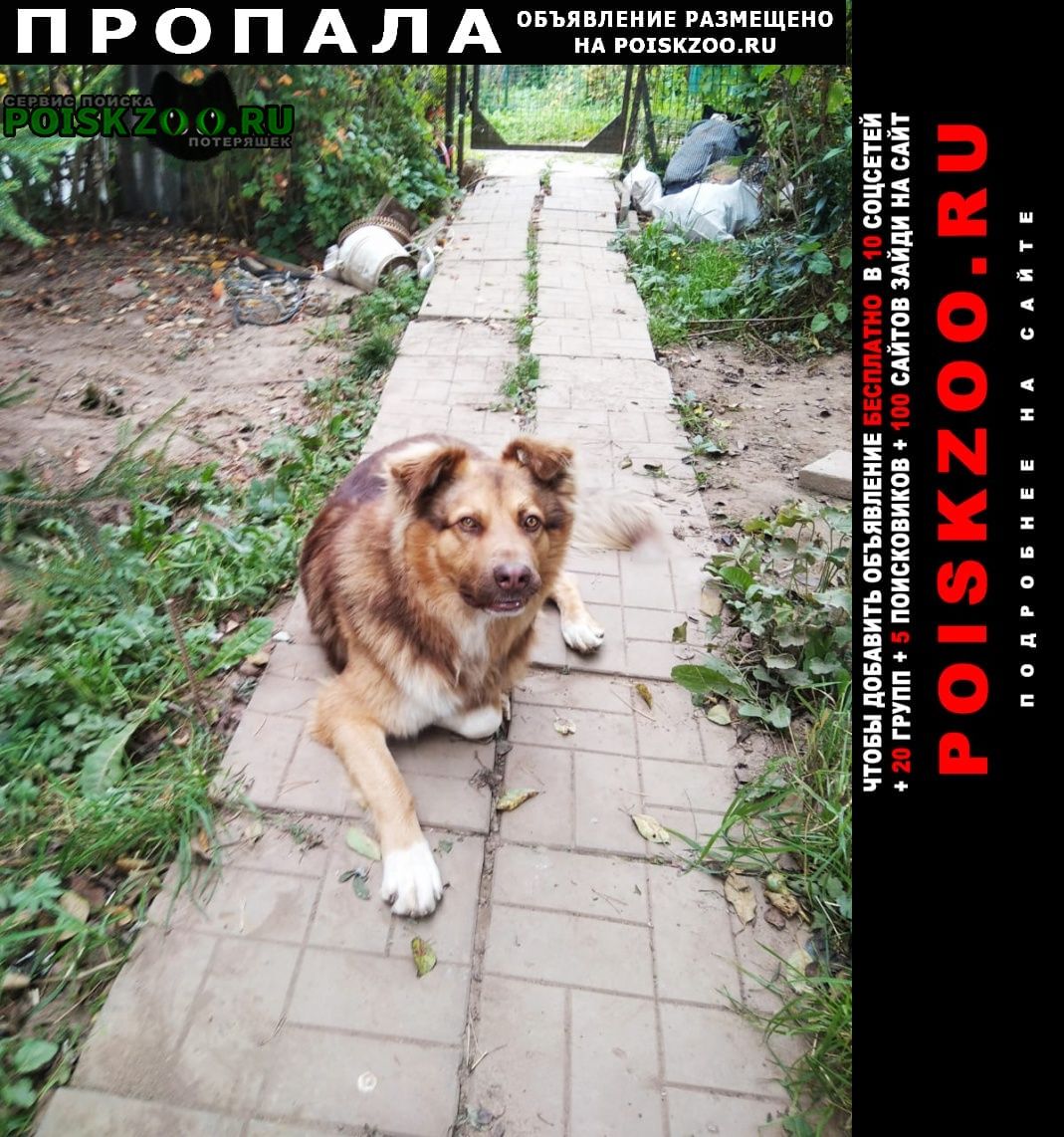 Пропала собака кобель Солнечногорск