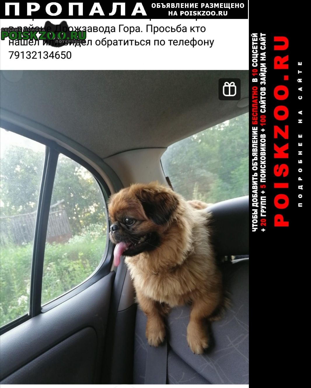 Пропала собака кобель пекинес Барнаул