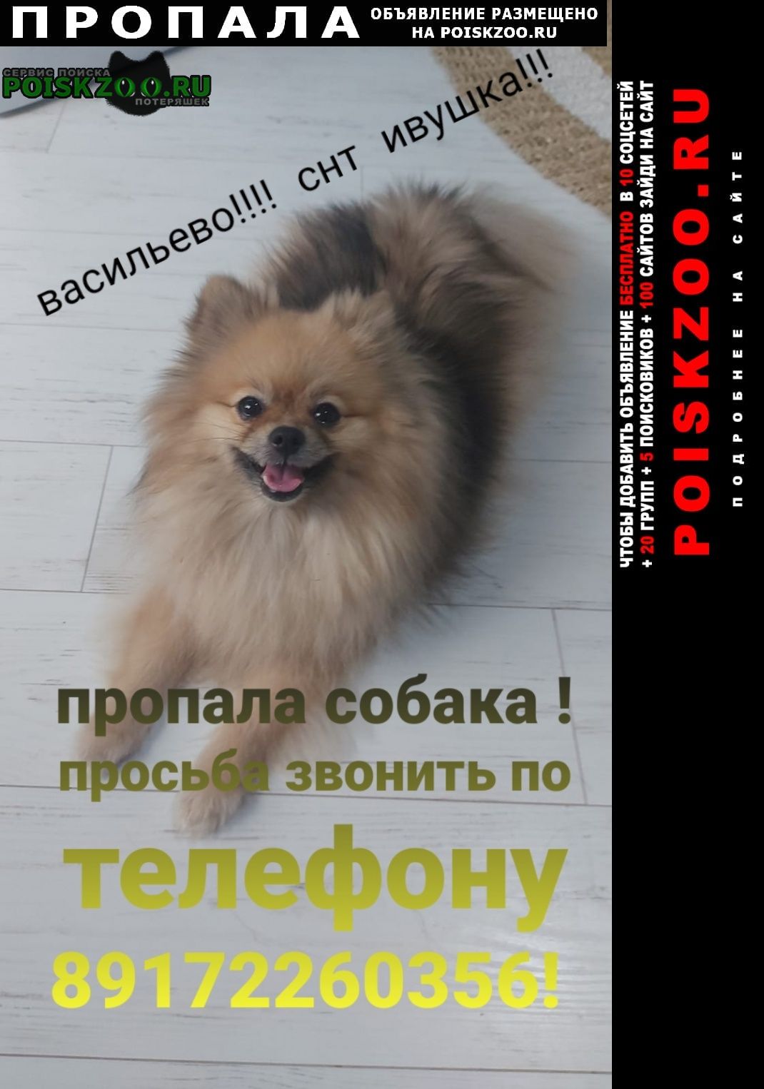 Пропала собака шпиц девочка Васильево
