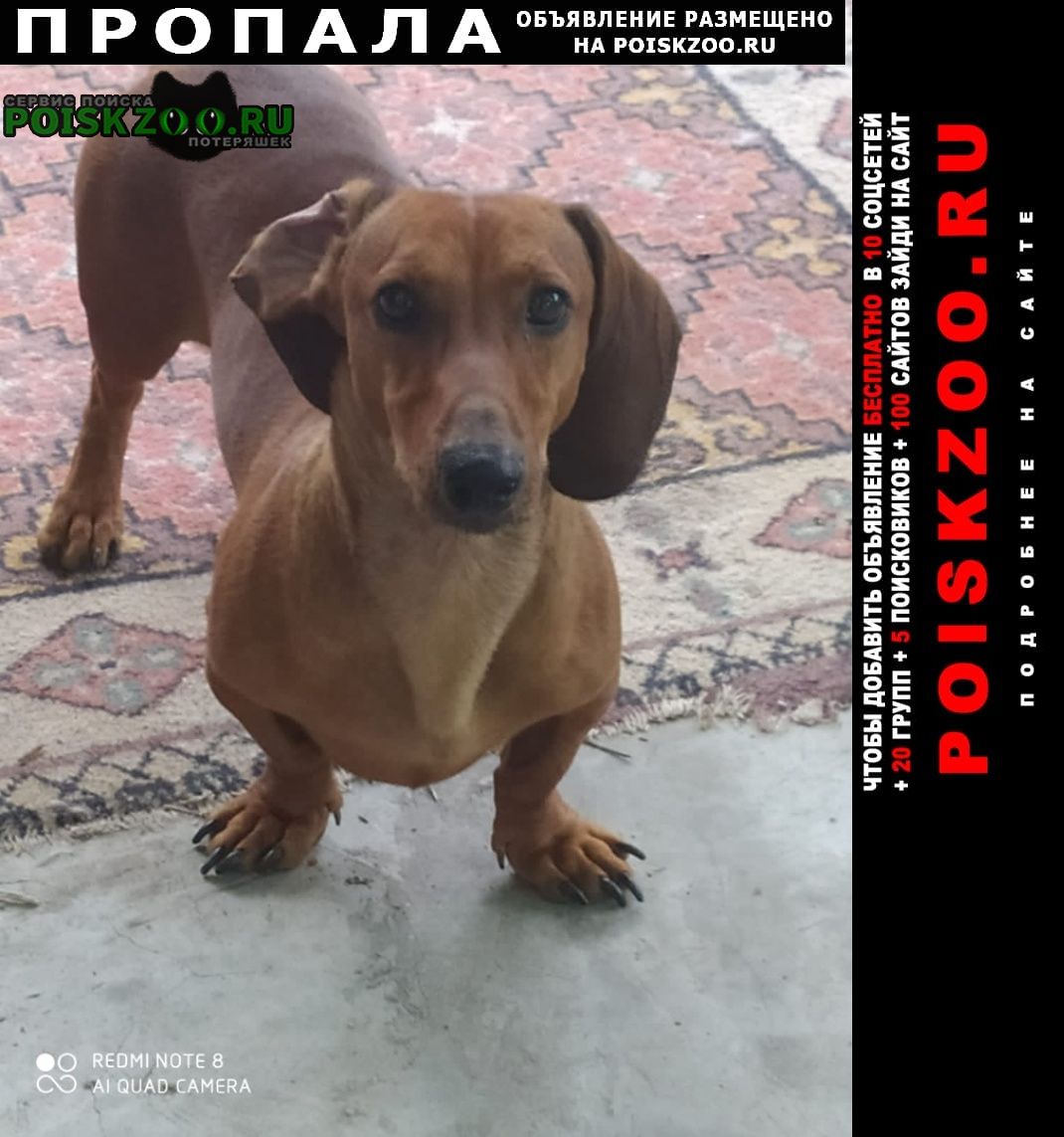 Пропала собака кобель вознаграждение Луганск