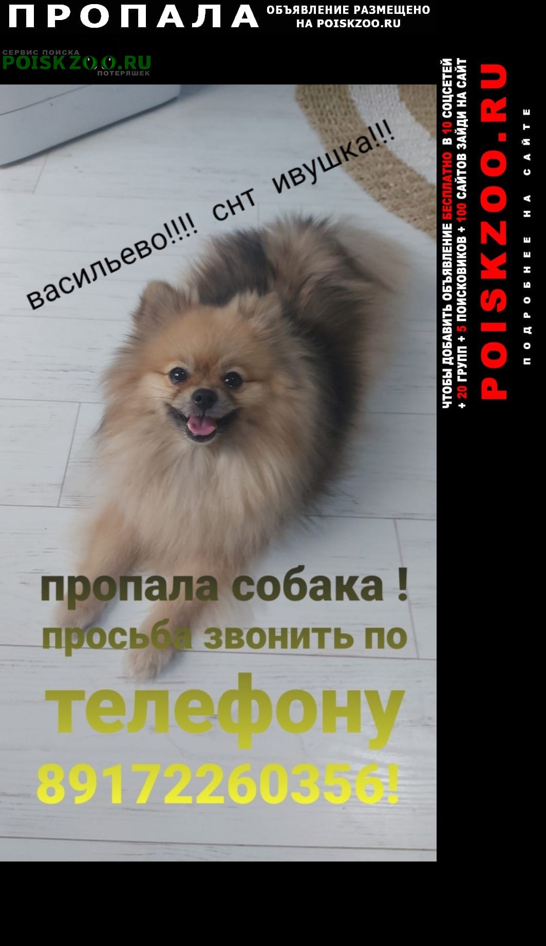 Пропала собака шпиц девочка. в васильево Казань