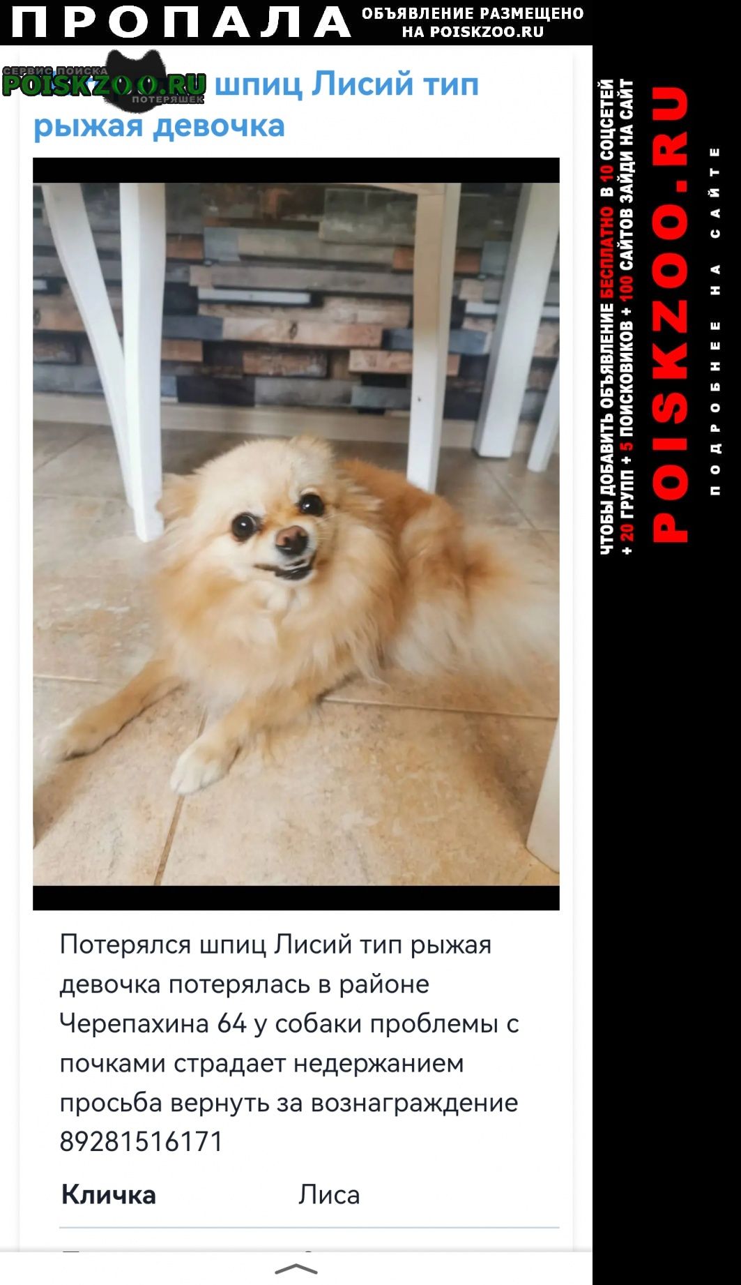 Пропала собака помогите распространить Ростов-на-Дону