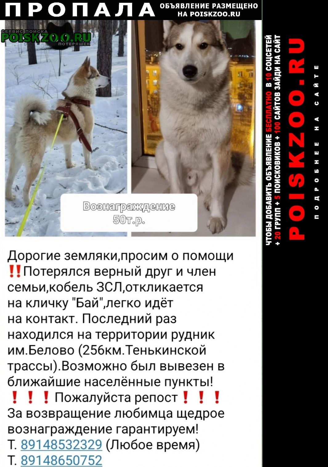 Пропала собака кобель Усть-Омчуг