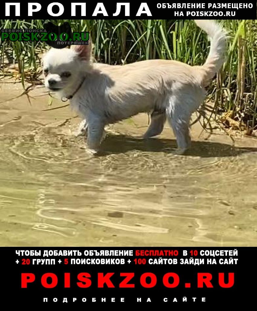 Пропала собака кобель Липецк