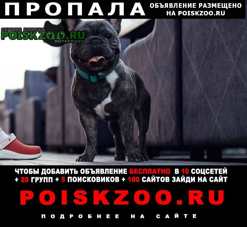 Пропала собака кобель французский бульдог Нижневартовск