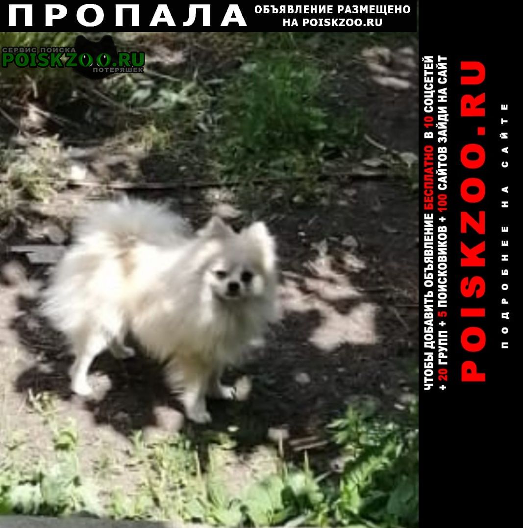 Ефремов Пропала собака кобель