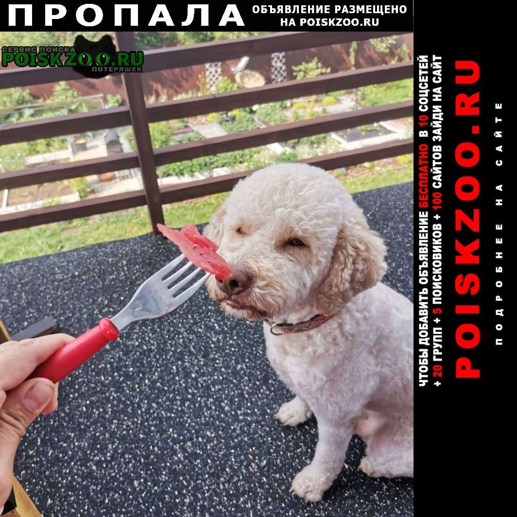 Пермь Пропала собака кобель помогите найти трюфеля