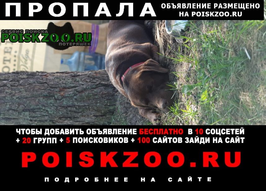 Домодедово Пропала собака кобель лабрадор коричнего цвета