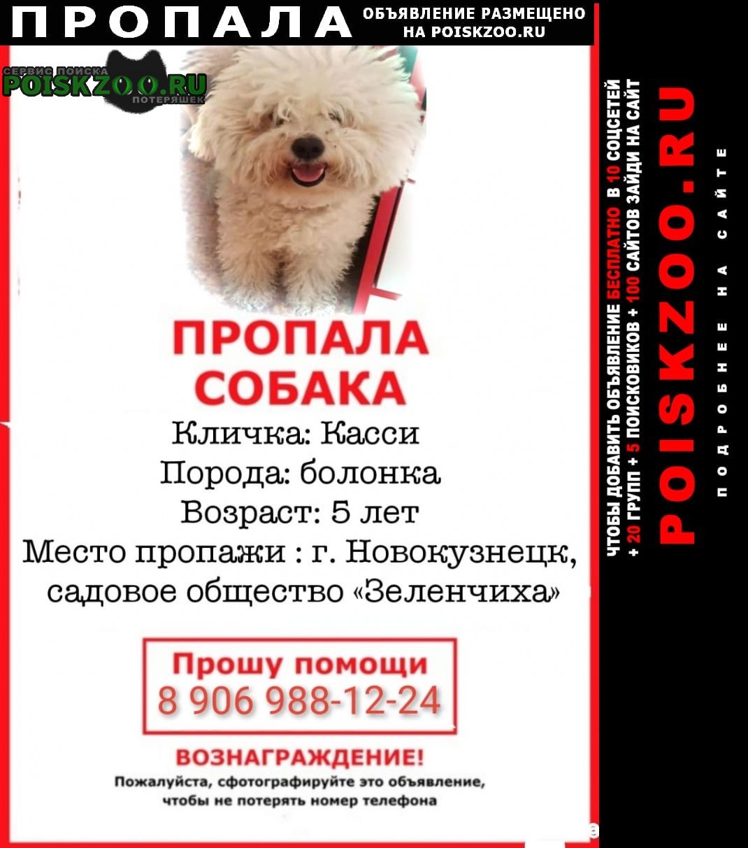Пропала собака болонка девочка Новокузнецк