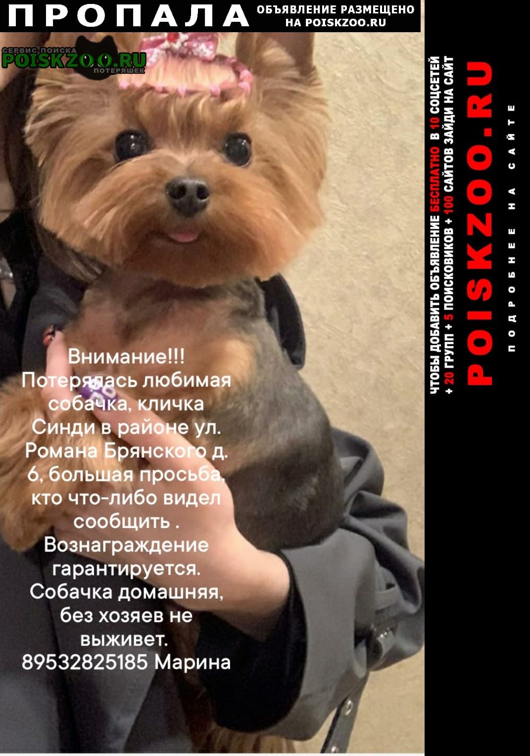 Пропала собака помогите пожалуйста найти члена семьи Брянск