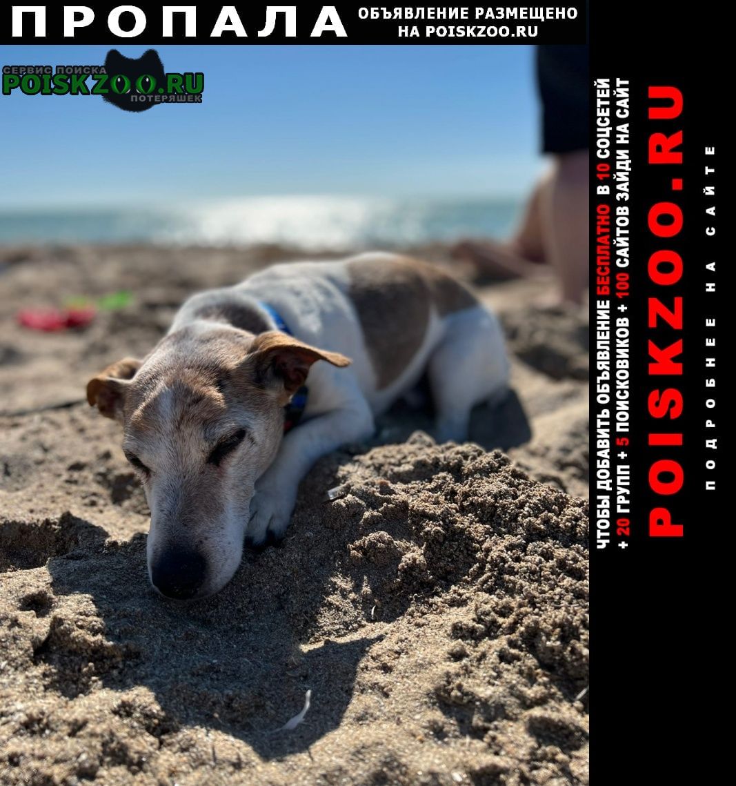 Пропала собака кобель Черноморское