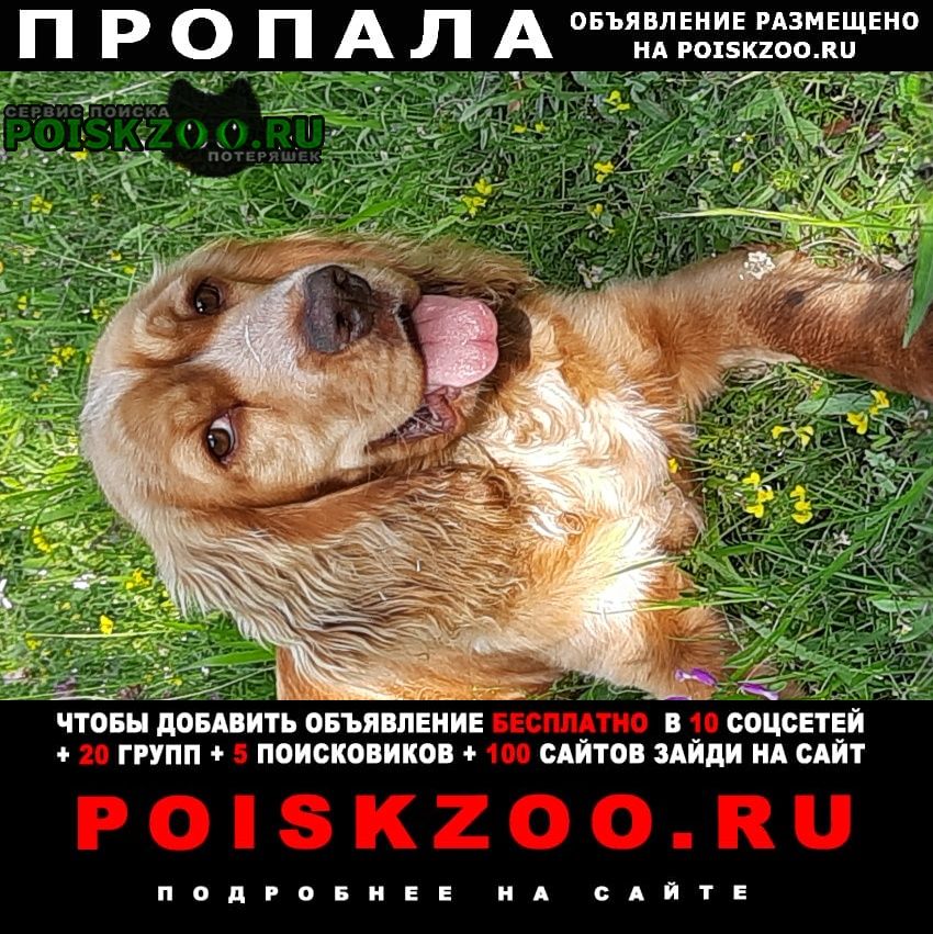 Пропала собака кобель рыжий спаниель Севастополь
