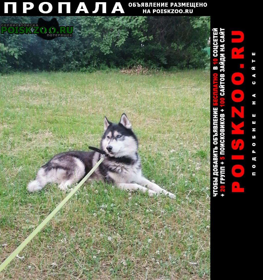 Пропала собака кобель сибирский хаски Москва
