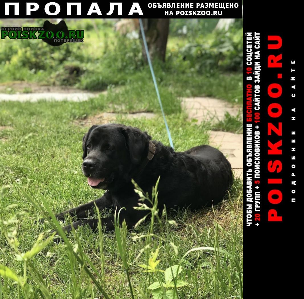Пропала собака кобель лабрадор Востряково