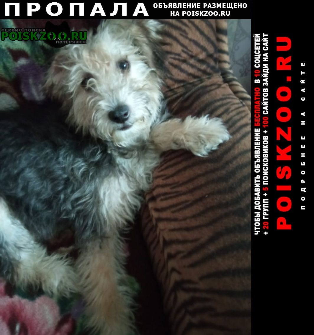 Пропала собака кобель помогите найти любимца Уссурийск