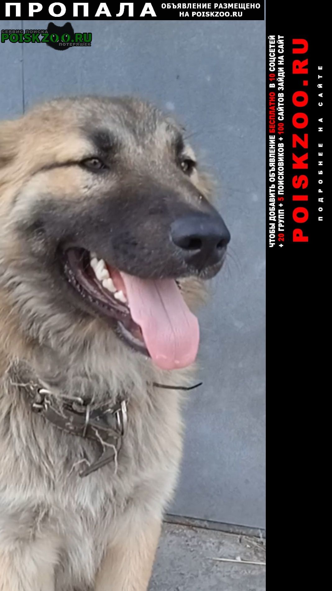 Пропала собака кобель в районе витебского просп Санкт-Петербург