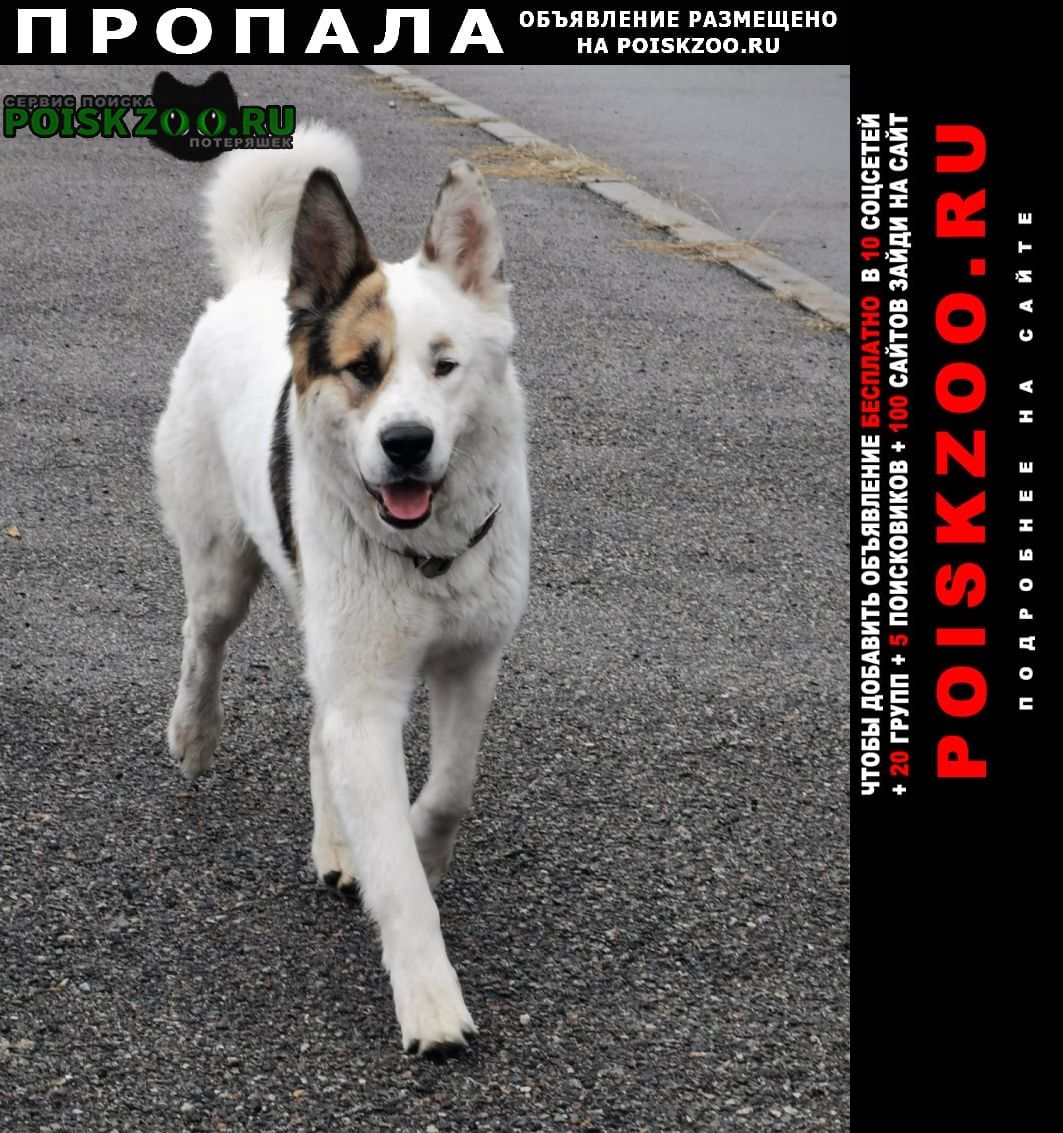 Пропала собака кобель 13 августа бари Краснознаменск (Московская обл.)