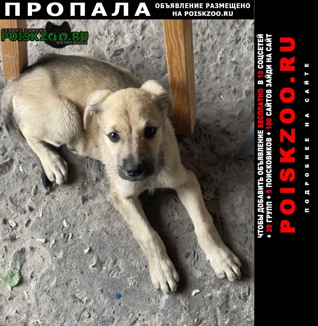 Ростов-на-Дону Пропала собака верните за вознаграждение
