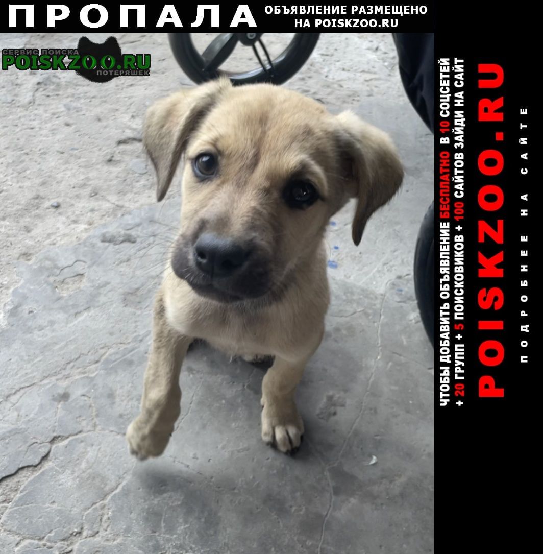 Пропала собака верните за вознаграждение Ростов-на-Дону